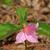Trillium grandiflorum