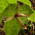 Trillium ludovicianum