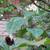 Trillium ludovicianum