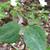 Trillium ludovicianum