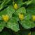 Flowers with mottled bracts