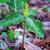 Flower, stem, and bracts
