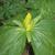 Trillium luteum