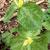 Trillium luteum
