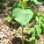 Trillium luteum