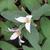 Flower and bracts of v. virginianum