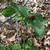 Trillium recurvatum