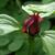 Close up of flower