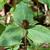 Trillium sessile