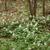 Trillium Form
