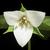 Trillium sulcatum
