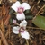 Flower Close-up (Great Smoky Mountains,NC)