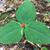 Trillium undulatum