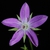 Violet flower (Glenwood, Greensboro, NC)-Mid Summer