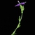 Flower and stem (Glenwood, Greensboro, NC)-Mid Summer