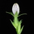 Side view flower bud (Glenwood, Greensboro, NC)-Mid Summer