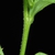 Stem and calyx (Glenwood, Greensboro, NC)-Mid Summer