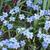 Ipheion uniflorum