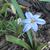 Ipheion uniflorum