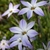 Pinkish flowers with 6 petals