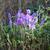 Triteleia laxa