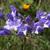 Triteleia laxa