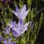 Triteleia laxa