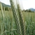 triticale grass with spikes of grain.