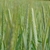 field of triticale grass with spikes of grain.