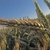 Close-up on a spike of grain.