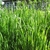 Upright grasses with spikes of grain.