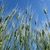Upright spikes of grain.
