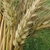 Dried, brown spike of grain.