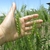 Hand cradling a spike of grain.