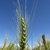 spike of grain.