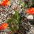 Tritonia crocata