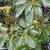 Leaves in whorl