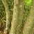 Bark