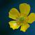 Trollius farreri