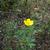 Trollius farreri