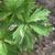 Trollius x cultorum