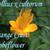 Trollius x cultorum