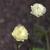 Trollius x cultorum