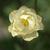 Trollius x cultorum