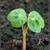 Tropaeolum majus