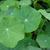 Tropaeolum majus