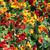 Tropaeolum majus  "o capuchina"
