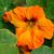 Tropaeolum