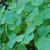 Tropaeolum
