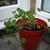 Tropaeolum